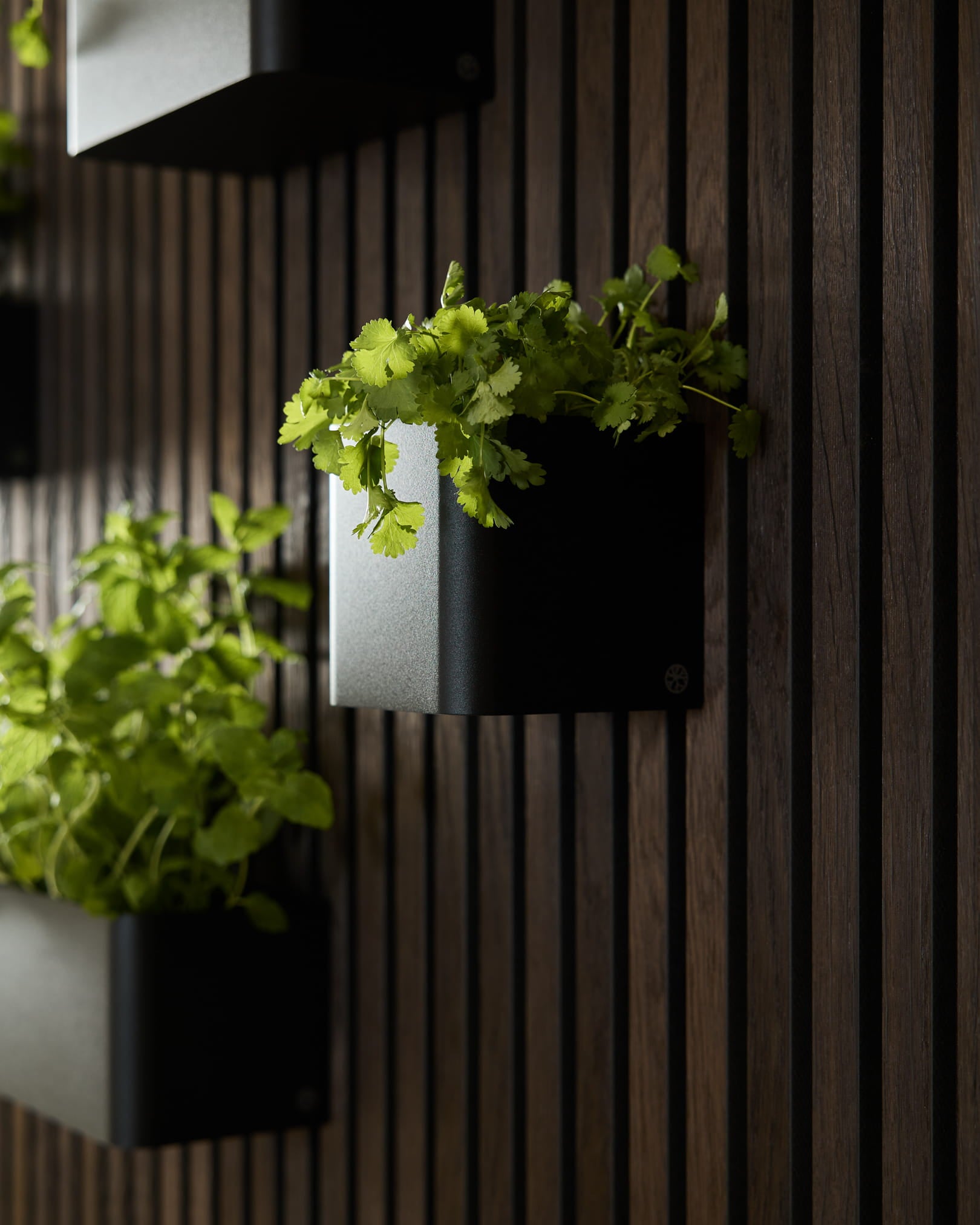 Grüne Pflanzen in der WoodUpp Norr Plant Box, 11,9 cm Black, vor einer dunklen vertical Akustik-Holzpaneelwand.