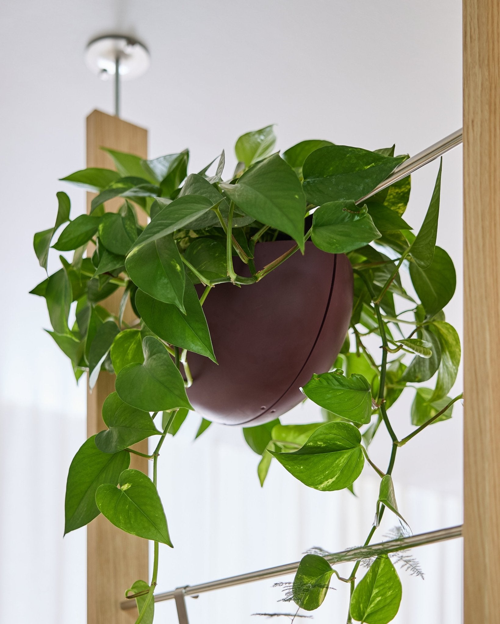 Ein Pothos wächst in einem Gro Soft Pocket BM2 Ox Red (4 l) von WoodUpp und hängt drinnen an einer Akustikplatte, wobei seine Ranken herabfallen.